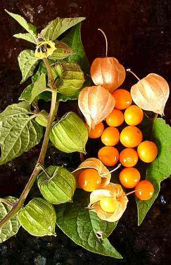 The Remarkable Health Benefits of Golden Berries 2 The Remarkable Health Benefits Berries