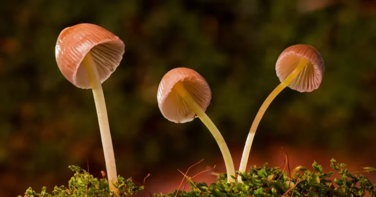 Do Shrooms Show Up on a Urine Test?
